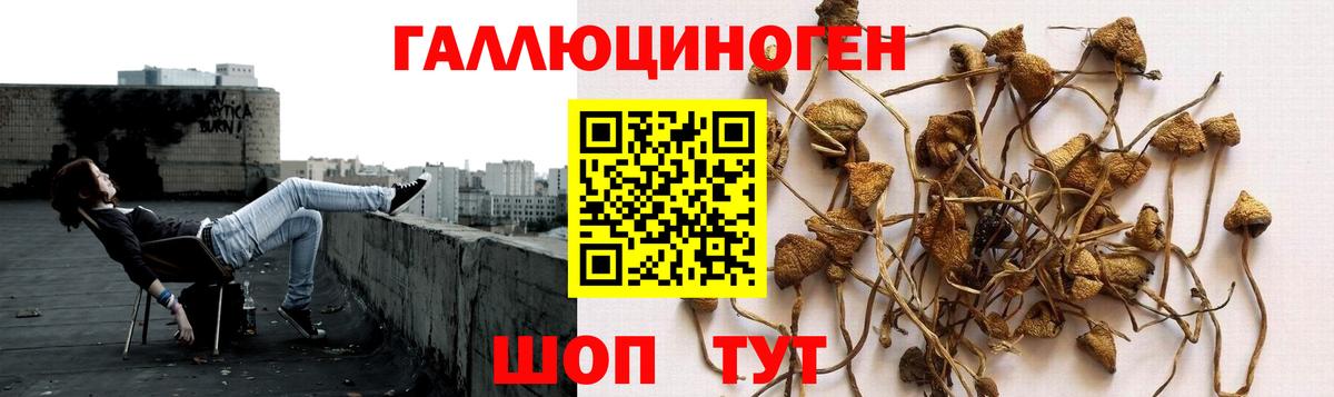 Псилоцибиновые грибы мицелий Кострома